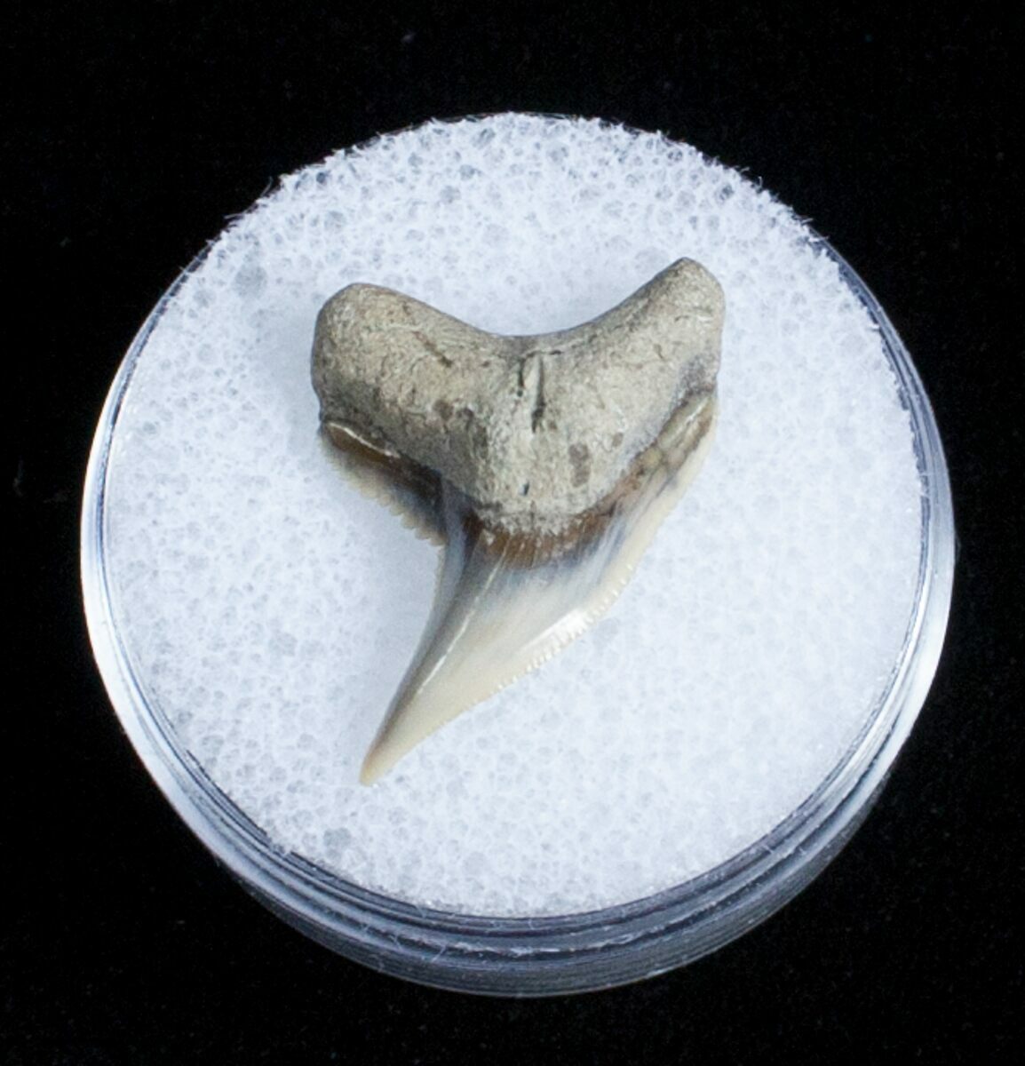 Fossil Tiger Shark Tooth Lee Creek Mine (3728) For Sale