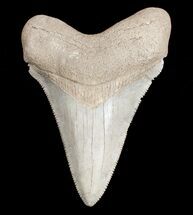 Killer White Florida Megalodon Tooth - #3617
