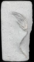 Cyathocrinites Multibrachiatus Crinoid - Indiana #29400