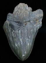 Partial / Inch Georgia Megalodon Tooth #3627