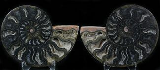 Split Black Ammonite Pair - Unusual Coloration #29591