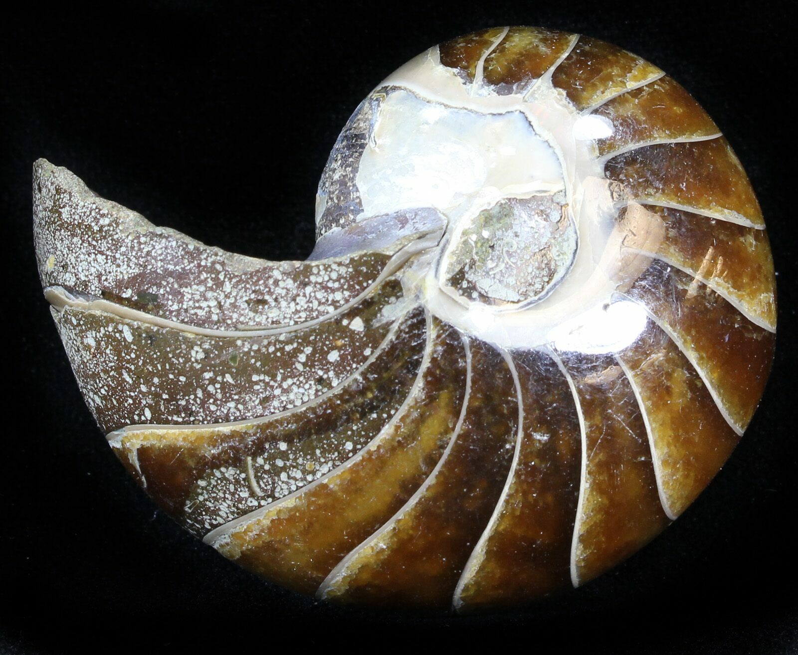 2.1" Cretaceous Nautilus Fossil Madagascar (29682) For Sale