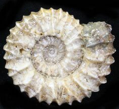 Pavlovia Ammonite Fossil - Siberia #29767