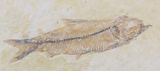 Nice Details Knightia Fossil Fish - Wyoming #29842