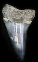 Fossil Mako Tooth - Maryland #29893