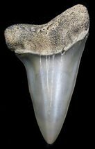 Beautiful Fossil Mako Tooth - Maryland #29941