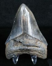 Inch Georgia Megalodon Tooth #3706
