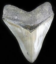Sharp Megalodon Tooth - Medway Sound, GA #30064