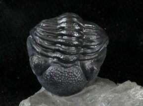 Enrolled Eldredgeops Trilobite - New York #30271