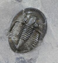 Rare Radnoria Trilobite - Rochester Shale, New York #5745