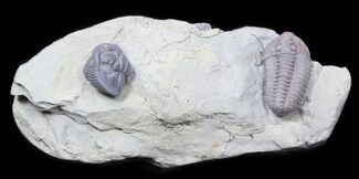 Flexicalymene Trilobite Pair From Ohio #30440