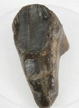 Partially Worn Triceratops Tooth - Montana #30495