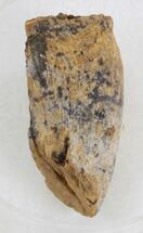 Partial Tyrannosaur Tooth - Hell Creek Formation #30511