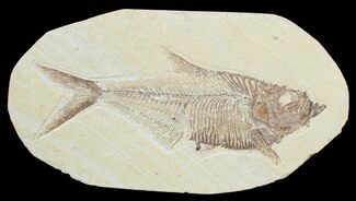 Detailed Diplomystus Fossil Fish (ON EBAY) #3782