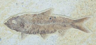 Detailed Knightia Fossil Fish #3770