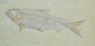 Knightia Fossil Fish On Rectangle Plate #3772