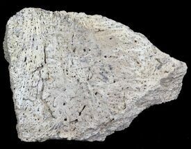 Triceratops Frill Shield Section - Montana #31061