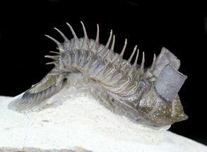 Spiny Tower-Eyed Erbenochile Trilobite - #31096