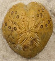 Lovenia Sea Urchin Fossil - Beaumaris, Australia #31068