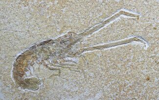 Fossil Lobster (Mecochirus) - Solnhofen Limestone #31382
