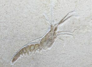 Fossil Shrimp (Aeger) - Solnhofen Limestone #31383