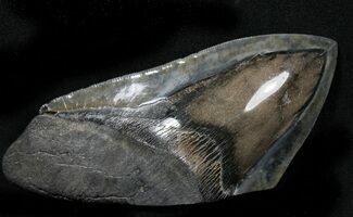 Giant Polished Megalodon Tooth Paper Weight #31401