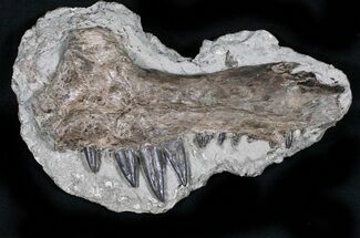 Xiphactinus Jaw Section - Terror of The Cretaceous Seas! #31435