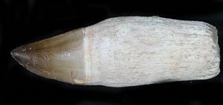 Rooted Mosasaur Tooth - Giant Tooth! #31449