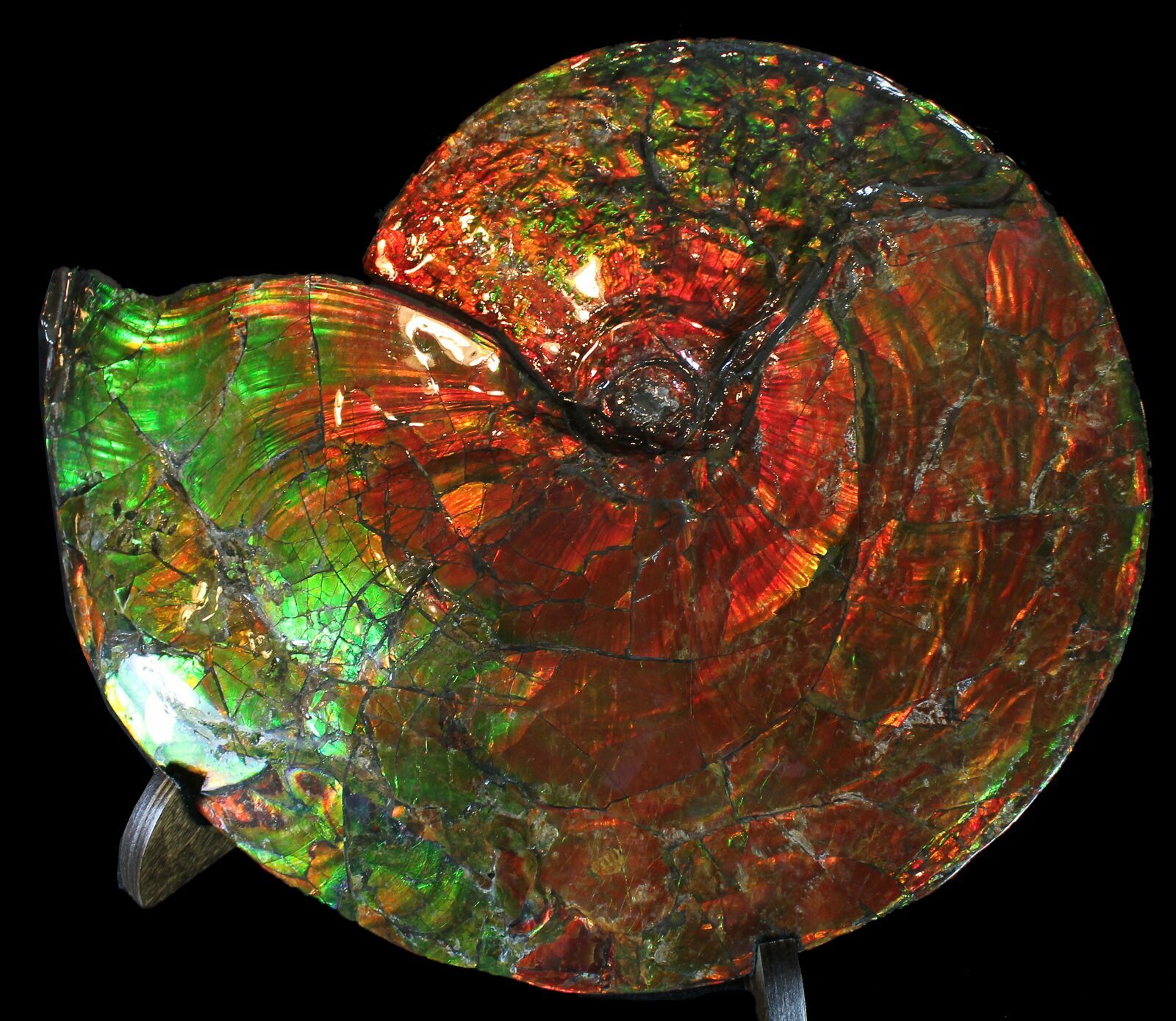 ammonite gemstone