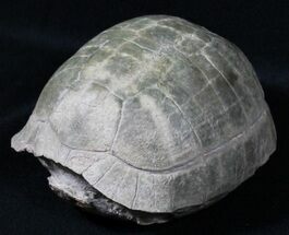 Superb Fossil Tortoise (Stylemys) - South Dakota #31516