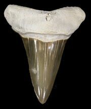 Excellent Cretoxyrhina Shark Tooth - Kansas #31635