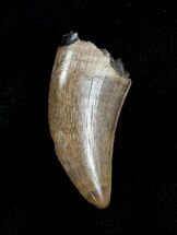 Inch Albertosaurus Tooth - Montana #3855