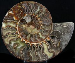 Madagascar Ammonite Fossils For Sale - FossilEra.com