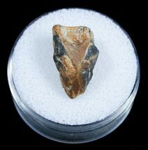 / Inch Triceratops Shed Tooth From Montana #3895