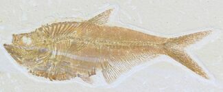 Detailed Diplomystus Fish Fossil - Wyoming #32741