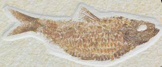 Fat Knightia Alta Fossil Fish #32955