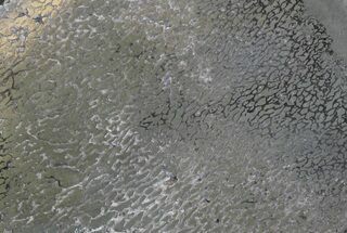 Polished Iguanodon Bone - Pyritized! #33260