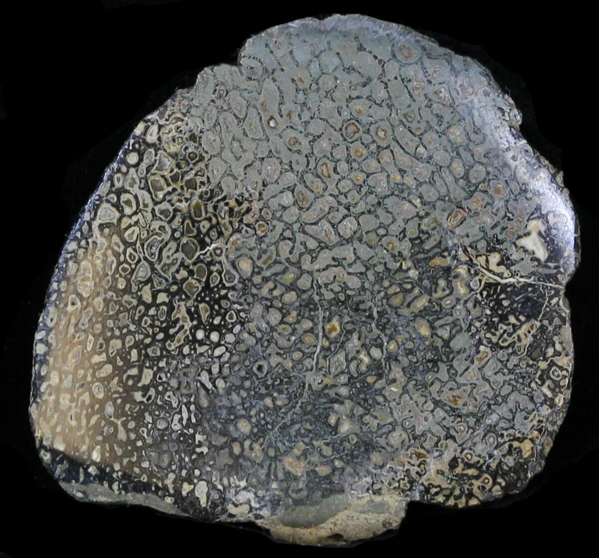 pyritized dinosaur bone