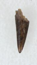 Raptor (Richardoestesia) Tooth - Javalina Formation, Texas #33221