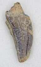 Partial Tyrannosaur Tooth - Javalina Formation, Texas #33231