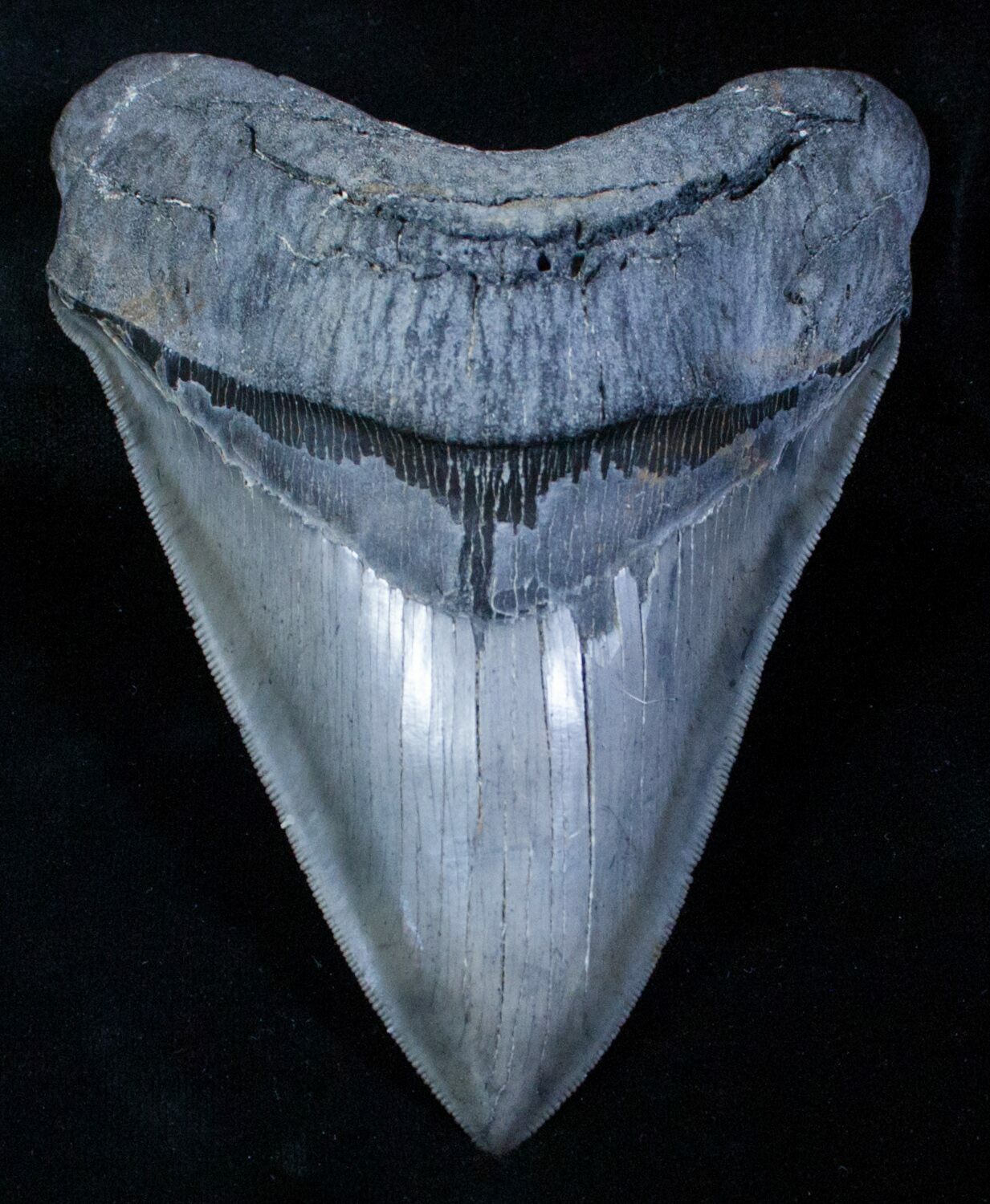 Razor Sharp 5.26 Inch Megalodon Tooth For Sale (#3915) - FossilEra.com