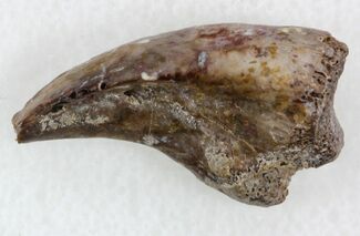 Nice Dimetrodon Claw From Oklahoma #33594