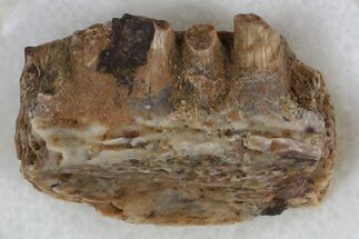 Eryops Jaw Section From Texas - Giant Permian Amphibian #33590