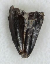 Dimetrodon Anterior Fang (Tooth) - Nice Enamel #33595