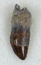 Dimetrodon Rooted Premax Tooth - Oklahoma #33597