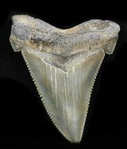 Nice, Serrated Angustidens Tooth - Megalodon Ancestor #32981