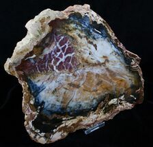 Beautiful Hubbard Basin Petrified Wood - x #3938