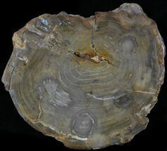 Araucaria (Rare Type) Petrified Wood Slab - Long H Ranch #34058