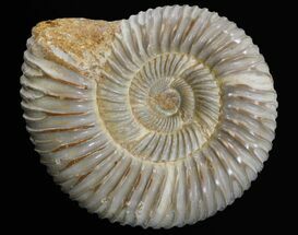 Perisphinctes Ammonite Fossil - Jurassic #34080