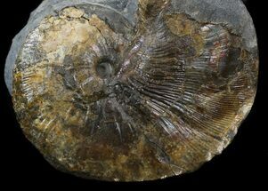 Hoploscaphites Nodosus Ammonite - Nice Display #34170